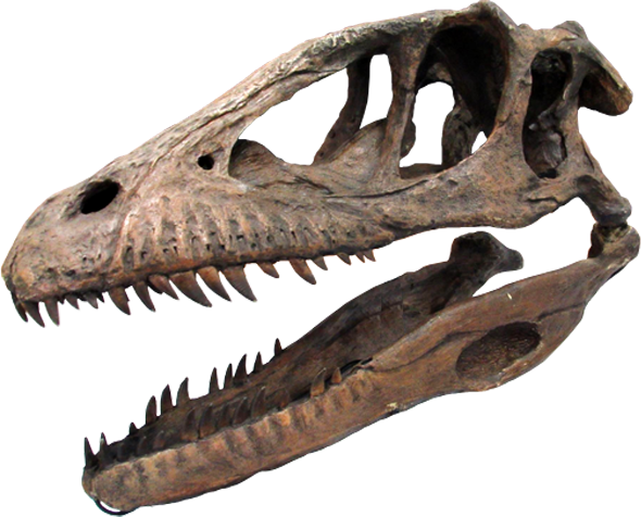 Cabeça de dinossauro